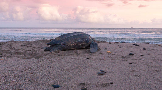 Turtle Vista